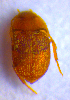  (Leptinus testaceus - BC ZSM COL 02153)  @14 [ ] CreativeCommons - Attribution Non-Commercial Share-Alike (2010) Stefan Schmidt SNSB, Zoologische Staatssammlung Muenchen