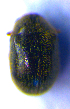  ( - BC ZSM COL 02161)  @12 [ ] CreativeCommons - Attribution Non-Commercial Share-Alike (2010) Stefan Schmidt SNSB, Zoologische Staatssammlung Muenchen