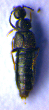  ( - BC ZSM COL 02185)  @12 [ ] CreativeCommons - Attribution Non-Commercial Share-Alike (2010) Stefan Schmidt SNSB, Zoologische Staatssammlung Muenchen