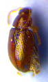  ( - BC ZSM COL 02199)  @12 [ ] CreativeCommons - Attribution Non-Commercial Share-Alike (2010) Stefan Schmidt SNSB, Zoologische Staatssammlung Muenchen