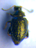  ( - BC ZSM COL 02201)  @12 [ ] CreativeCommons - Attribution Non-Commercial Share-Alike (2010) Stefan Schmidt SNSB, Zoologische Staatssammlung Muenchen