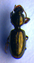  ( - BC ZSM COL 02207)  @12 [ ] CreativeCommons - Attribution Non-Commercial Share-Alike (2010) Stefan Schmidt SNSB, Zoologische Staatssammlung Muenchen