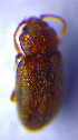  ( - BC ZSM COL 02213)  @11 [ ] CreativeCommons - Attribution Non-Commercial Share-Alike (2010) Stefan Schmidt SNSB, Zoologische Staatssammlung Muenchen