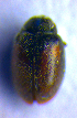  ( - BC ZSM COL 02216)  @12 [ ] CreativeCommons - Attribution Non-Commercial Share-Alike (2010) Stefan Schmidt SNSB, Zoologische Staatssammlung Muenchen