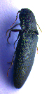  ( - BC ZSM COL 02253)  @12 [ ] CreativeCommons - Attribution Non-Commercial Share-Alike (2010) Stefan Schmidt SNSB, Zoologische Staatssammlung Muenchen