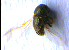  ( - BC ZSM COL 02299)  @11 [ ] CreativeCommons - Attribution Non-Commercial Share-Alike (2010) Axel Hausmann/Bavarian State Collection of Zoology (ZSM) SNSB, Zoologische Staatssammlung Muenchen