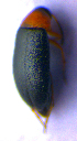  (Anaspis regimbarti - BC ZSM COL 02301)  @12 [ ] CreativeCommons - Attribution Non-Commercial Share-Alike (2010) Axel Hausmann/Bavarian State Collection of Zoology (ZSM) SNSB, Zoologische Staatssammlung Muenchen