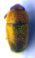  ( - BC ZSM COL 02320)  @12 [ ] CreativeCommons - Attribution Non-Commercial Share-Alike (2010) Axel Hausmann/Bavarian State Collection of Zoology (ZSM) SNSB, Zoologische Staatssammlung Muenchen