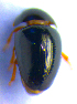  (Olibrus gerhardti - BC ZSM COL 02331)  @12 [ ] CreativeCommons - Attribution Non-Commercial Share-Alike (2010) Axel Hausmann/Bavarian State Collection of Zoology (ZSM) SNSB, Zoologische Staatssammlung Muenchen