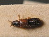  ( - ZSM_COL_CB_030)  @11 [ ] CreativeCommons - Attribution Non-Commercial Share-Alike (2010) Stefan Schmidt SNSB, Zoologische Staatssammlung Muenchen