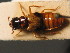  ( - ZSM_COL_CB_034)  @11 [ ] CreativeCommons - Attribution Non-Commercial Share-Alike (2010) Stefan Schmidt SNSB, Zoologische Staatssammlung Muenchen