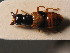  ( - ZSM_COL_CB_035)  @11 [ ] CreativeCommons - Attribution Non-Commercial Share-Alike (2010) Stefan Schmidt SNSB, Zoologische Staatssammlung Muenchen