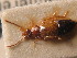  (Anthophagus omalinus - ZSM_COL_CB_041)  @13 [ ] CreativeCommons - Attribution Non-Commercial Share-Alike (2010) Stefan Schmidt SNSB, Zoologische Staatssammlung Muenchen