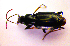  ( - BCZSM_COL_WL_0011)  @13 [ ] CreativeCommons - Attribution Non-Commercial Share-Alike (2010) Stefan Schmidt SNSB, Zoologische Staatssammlung Muenchen