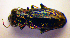  (Notiophilus biguttatus - BCZSM_COL_WL_0036)  @15 [ ] CreativeCommons - Attribution Non-Commercial Share-Alike (2010) Stefan Schmidt SNSB, Zoologische Staatssammlung Muenchen