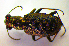  ( - BCZSM_COL_WL_0049)  @13 [ ] CreativeCommons - Attribution Non-Commercial Share-Alike (2010) Stefan Schmidt SNSB, Zoologische Staatssammlung Muenchen