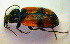  (Panagaeus cruxmajor - BCZSM_COL_WL_0063)  @14 [ ] CreativeCommons - Attribution Non-Commercial Share-Alike (2010) Stefan Schmidt SNSB, Zoologische Staatssammlung Muenchen