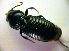 ( - BCZSM_COL_WL_0071)  @12 [ ] CreativeCommons - Attribution Non-Commercial Share-Alike (2010) Stefan Schmidt SNSB, Zoologische Staatssammlung Muenchen
