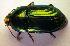  ( - BCZSM_COL_WL_0073)  @13 [ ] CreativeCommons - Attribution Non-Commercial Share-Alike (2010) Stefan Schmidt SNSB, Zoologische Staatssammlung Muenchen