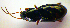  (Pterostichus ovoideus - BCZSM_COL_WL_0074)  @12 [ ] CreativeCommons - Attribution Non-Commercial Share-Alike (2010) Stefan Schmidt SNSB, Zoologische Staatssammlung Muenchen