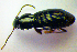  ( - BCZSM_COL_WL_0092)  @12 [ ] CreativeCommons - Attribution Non-Commercial Share-Alike (2010) Stefan Schmidt SNSB, Zoologische Staatssammlung Muenchen