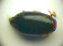  ( - BC ZSM COLA 00694)  @11 [ ] CreativeCommons - Attribution Non-Commercial Share-Alike (2010) Zoologische Staatssammlung Muenchen SNSB, Zoologische Staatssammlung Muenchen