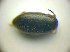  (Graptodytes bilineatus - BC ZSM COLA 00699)  @13 [ ] CreativeCommons - Attribution Non-Commercial Share-Alike (2010) Zoologische Staatssammlung Muenchen SNSB, Zoologische Staatssammlung Muenchen