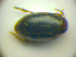  ( - BC ZSM COLA 00700)  @12 [ ] CreativeCommons - Attribution Non-Commercial Share-Alike (2010) Zoologische Staatssammlung Muenchen SNSB, Zoologische Staatssammlung Muenchen