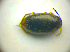  ( - BC ZSM COLA 00701)  @12 [ ] CreativeCommons - Attribution Non-Commercial Share-Alike (2010) Zoologische Staatssammlung Muenchen SNSB, Zoologische Staatssammlung Muenchen