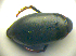  ( - BC ZSM COLA 00704)  @11 [ ] CreativeCommons - Attribution Non-Commercial Share-Alike (2010) Zoologische Staatssammlung Muenchen SNSB, Zoologische Staatssammlung Muenchen
