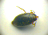  ( - BC ZSM COLA 00711)  @12 [ ] CreativeCommons - Attribution Non-Commercial Share-Alike (2010) Zoologische Staatssammlung Muenchen SNSB, Zoologische Staatssammlung Muenchen