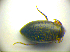  ( - BC ZSM COLA 00712)  @12 [ ] CreativeCommons - Attribution Non-Commercial Share-Alike (2010) Zoologische Staatssammlung Muenchen SNSB, Zoologische Staatssammlung Muenchen