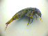  ( - BC ZSM COLA 00742)  @11 [ ] CreativeCommons - Attribution Non-Commercial Share-Alike (2010) Zoologische Staatssammlung Muenchen SNSB, Zoologische Staatssammlung Muenchen