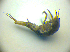  ( - BC ZSM COLA 00743)  @11 [ ] CreativeCommons - Attribution Non-Commercial Share-Alike (2010) Zoologische Staatssammlung Muenchen SNSB, Zoologische Staatssammlung Muenchen