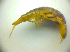  ( - BC ZSM COLA 00744)  @12 [ ] CreativeCommons - Attribution Non-Commercial Share-Alike (2010) Zoologische Staatssammlung Muenchen SNSB, Zoologische Staatssammlung Muenchen