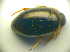  (Agabus uliginosus - BC ZSM COLA 00753)  @13 [ ] CreativeCommons - Attribution Non-Commercial Share-Alike (2010) Zoologische Staatssammlung Muenchen SNSB, Zoologische Staatssammlung Muenchen
