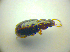  ( - BCZSM_COLA_00767)  @12 [ ] CreativeCommons - Attribution Non-Commercial Share-Alike (2010) Zoologische Staatssammlung Muenchen SNSB, Zoologische Staatssammlung Muenchen