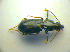  ( - BCZSM_COLA_00789)  @13 [ ] CreativeCommons - Attribution Non-Commercial Share-Alike (2010) Zoologische Staatssammlung Muenchen SNSB, Zoologische Staatssammlung Muenchen