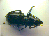  ( - BCZSM_COLA_00795)  @12 [ ] CreativeCommons - Attribution Non-Commercial Share-Alike (2010) Zoologische Staatssammlung Muenchen SNSB, Zoologische Staatssammlung Muenchen
