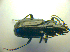  (Pterostichus aterrimus - BCZSM_COLA_00796)  @13 [ ] CreativeCommons - Attribution Non-Commercial Share-Alike (2010) Zoologische Staatssammlung Muenchen SNSB, Zoologische Staatssammlung Muenchen