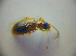  ( - BCZSM_COLA_00798)  @12 [ ] CreativeCommons - Attribution Non-Commercial Share-Alike (2010) Zoologische Staatssammlung Muenchen SNSB, Zoologische Staatssammlung Muenchen