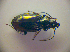  ( - BCZSM_COLA_00810)  @12 [ ] CreativeCommons - Attribution Non-Commercial Share-Alike (2010) Zoologische Staatssammlung Muenchen SNSB, Zoologische Staatssammlung Muenchen