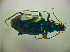  ( - BCZSM_COLA_00813)  @13 [ ] CreativeCommons - Attribution Non-Commercial Share-Alike (2010) Zoologische Staatssammlung Muenchen SNSB, Zoologische Staatssammlung Muenchen