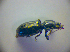  ( - BCZSM_COLA_00822)  @12 [ ] CreativeCommons - Attribution Non-Commercial Share-Alike (2010) Zoologische Staatssammlung Muenchen SNSB, Zoologische Staatssammlung Muenchen