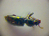  ( - BCZSM_COLA_00823)  @12 [ ] CreativeCommons - Attribution Non-Commercial Share-Alike (2010) Zoologische Staatssammlung Muenchen SNSB, Zoologische Staatssammlung Muenchen