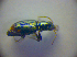  (Bembidion tenellum - BCZSM_COLA_00824)  @12 [ ] CreativeCommons - Attribution Non-Commercial Share-Alike (2010) Zoologische Staatssammlung Muenchen SNSB, Zoologische Staatssammlung Muenchen