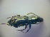  (Pterostichus gracilis - BCZSM_COLA_00826)  @13 [ ] CreativeCommons - Attribution Non-Commercial Share-Alike (2010) Zoologische Staatssammlung Muenchen SNSB, Zoologische Staatssammlung Muenchen