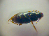  (Harpalus autumnalis - BCZSM_COLA_00838)  @13 [ ] CreativeCommons - Attribution Non-Commercial Share-Alike (2010) Zoologische Staatssammlung Muenchen SNSB, Zoologische Staatssammlung Muenchen