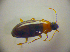  ( - BCZSM_COLA_00851)  @12 [ ] CreativeCommons - Attribution Non-Commercial Share-Alike (2010) Zoologische Staatssammlung Muenchen SNSB, Zoologische Staatssammlung Muenchen