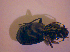  ( - BC ZSM COL 02382)  @13 [ ] CreativeCommons - Attribution Non-Commercial Share-Alike (2010) Zoologische Staatssammlung Muenchen SNSB, Zoologische Staatssammlung Muenchen